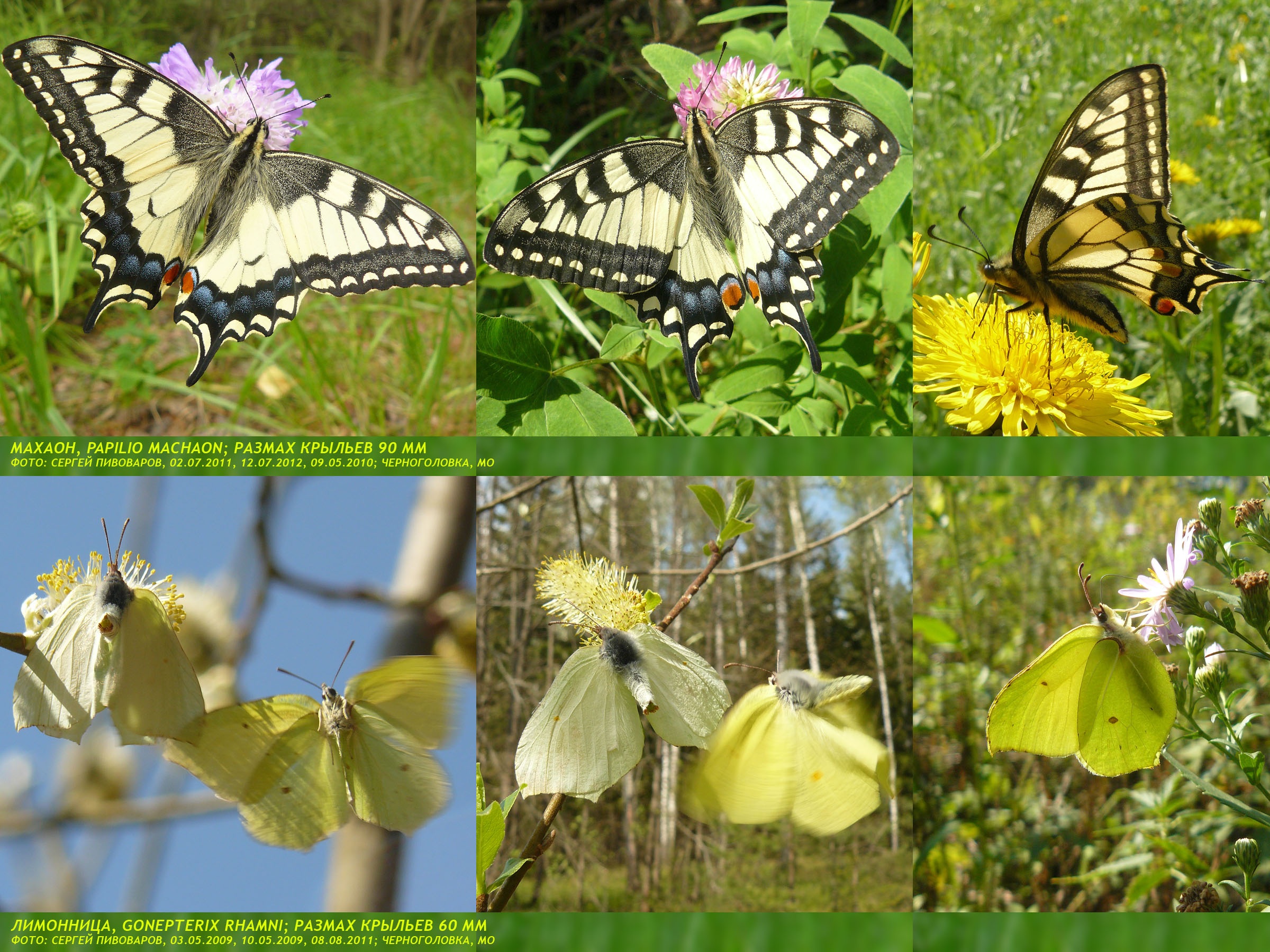 Махаон Papilio machaon; Лимонница Gonepterix rhamni