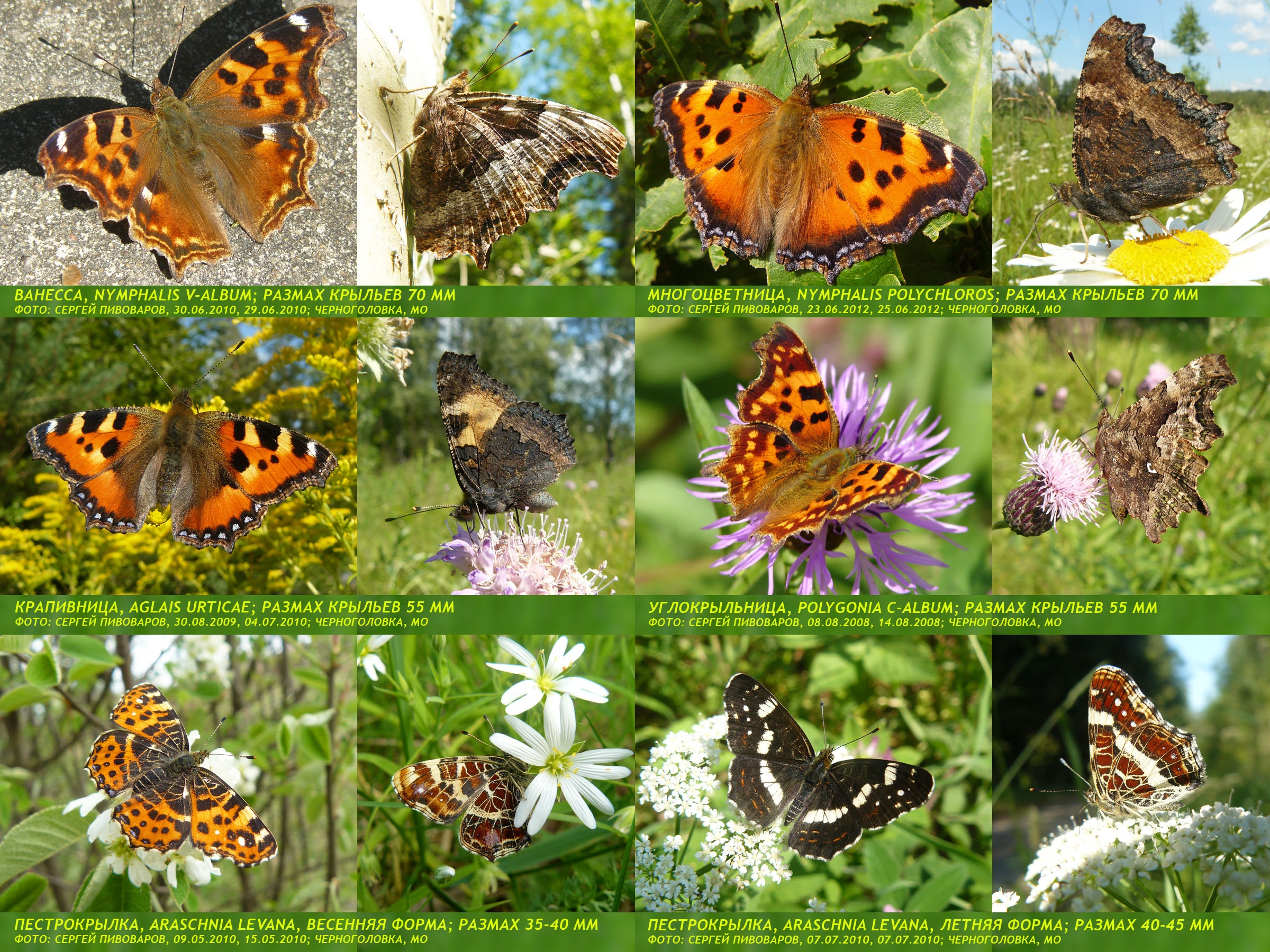 Ванесса Nymphalis v-album; Многоцветница Nymphalis polychloros; Крапивница Aglais urticae; Углокрыльница Polygonia c-album; Пестрокрыльница Araschnia levana
