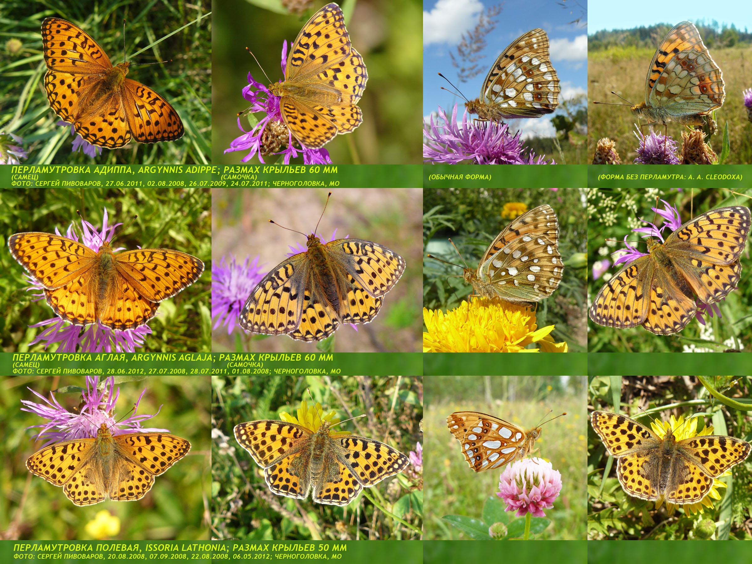 Перламутровка Адиппа Argynnis adippe, Перламутровка Аглая Argynnis aglaja, Перламутровка полевая Issoria lathonia