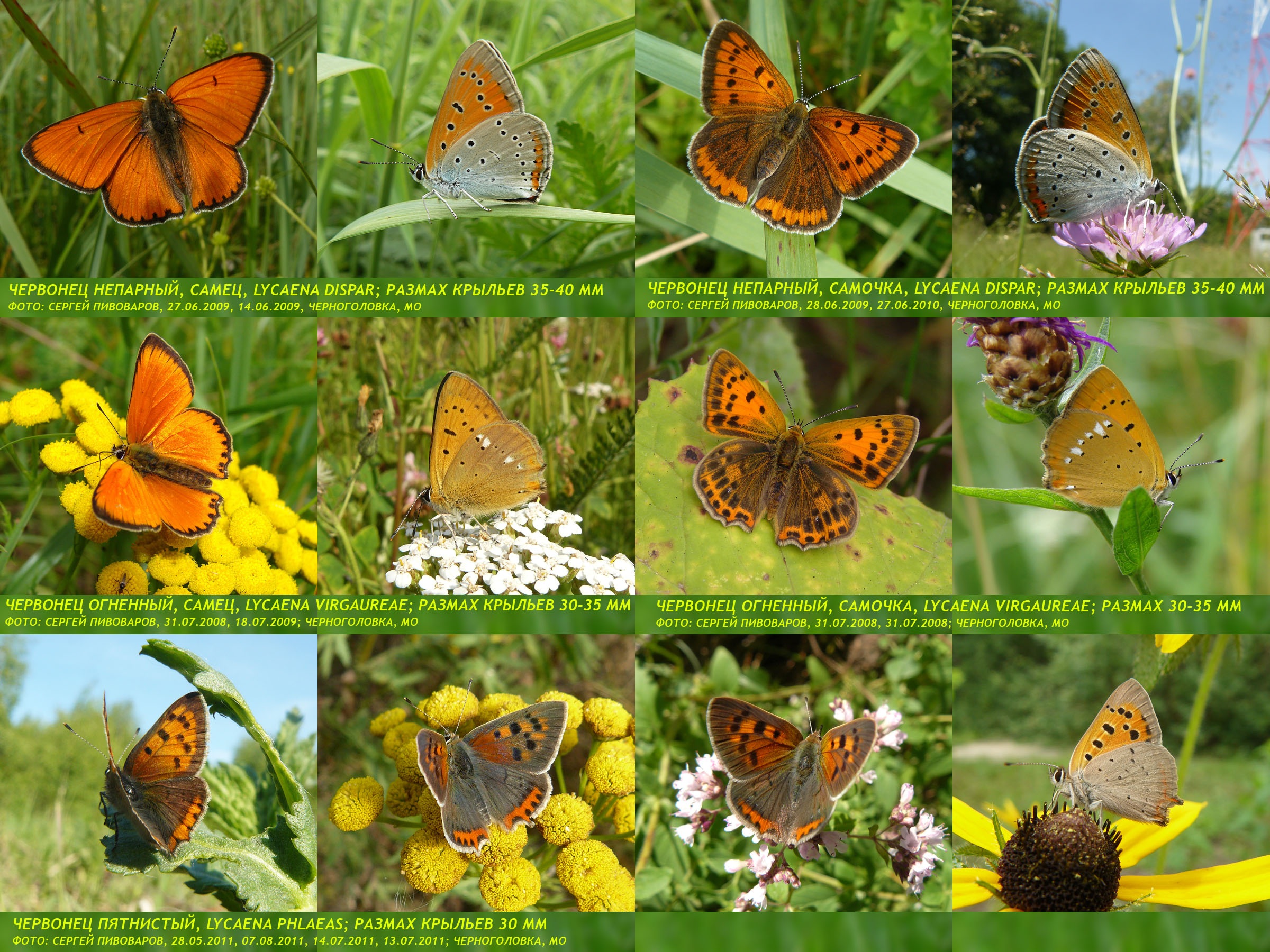 Червонец непарный Lycaena dispar; Червонец огненный Lycaena virgaureae; Червонец пятнистый Lycaena phlaeas