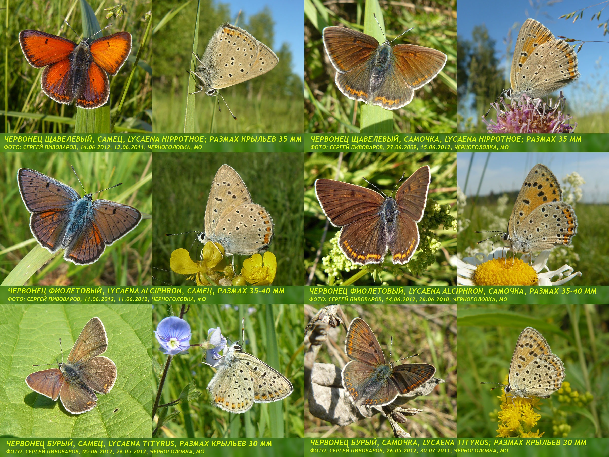 Червонец щавелевый Lycaena hippothoe; Червонец фиолетовый Lycaena alciphron; Червонец бурый Lycaena tityrus