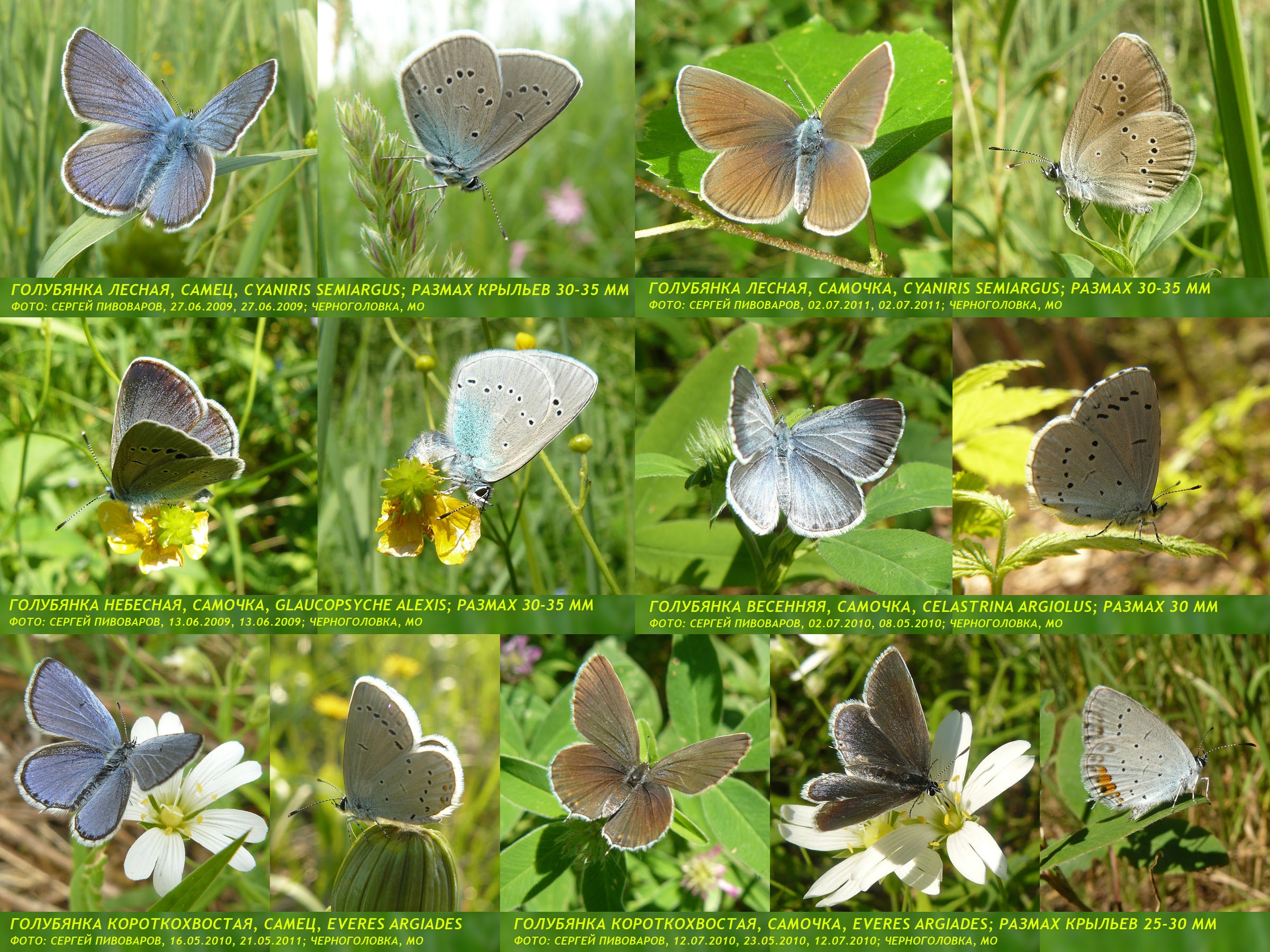 Голубянка лесная Cyaniris semiargus; Голубянка небесная Glaucopsyche alexis; Голубянка весенняя Celastrina argiolus; Голубянка короткохвостая Everes argiades