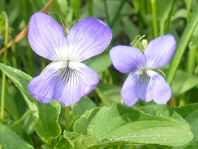Фиалка собачья, Viola canina. Фото: С. Пивоваров, 27.05.2012, Черноголовка, МО