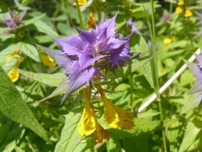 Иван-да-марья, Melampyrum nemorosum. Фото: С. Пивоваров, 19.06.2012, Черноголовка, МО