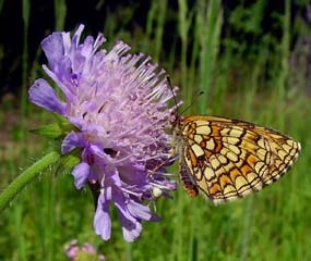 Короставник полевой, Knautia arvensis. Фото: С. Пивоваров, 28.06.2008, Черноголовка, МО