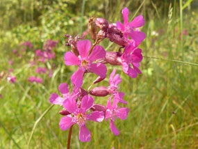 Смолка обыкновенная, Steris viscaria. Фото: С. Пивоваров, 12.06.2010, Черногловка, МО
