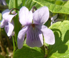 Болотная фиалка, Viola palustris. Фото: С. Пивоваров, 08.05.2010, Черноголовка, МО