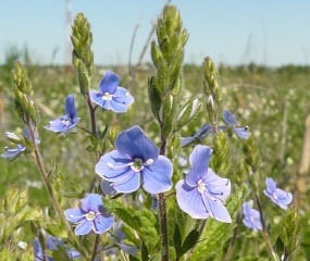 Вероника дубравная, Veronica chamaedrys. Фото: С. Пивоваров, 30.05.2009, Черноголовка, МО