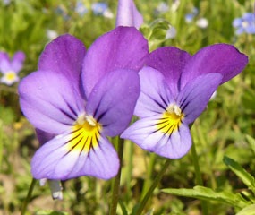 Анютины глазки, Viola tricolor. Фото: С. Пивоваров, 22.05.2010, Черногловка, МО