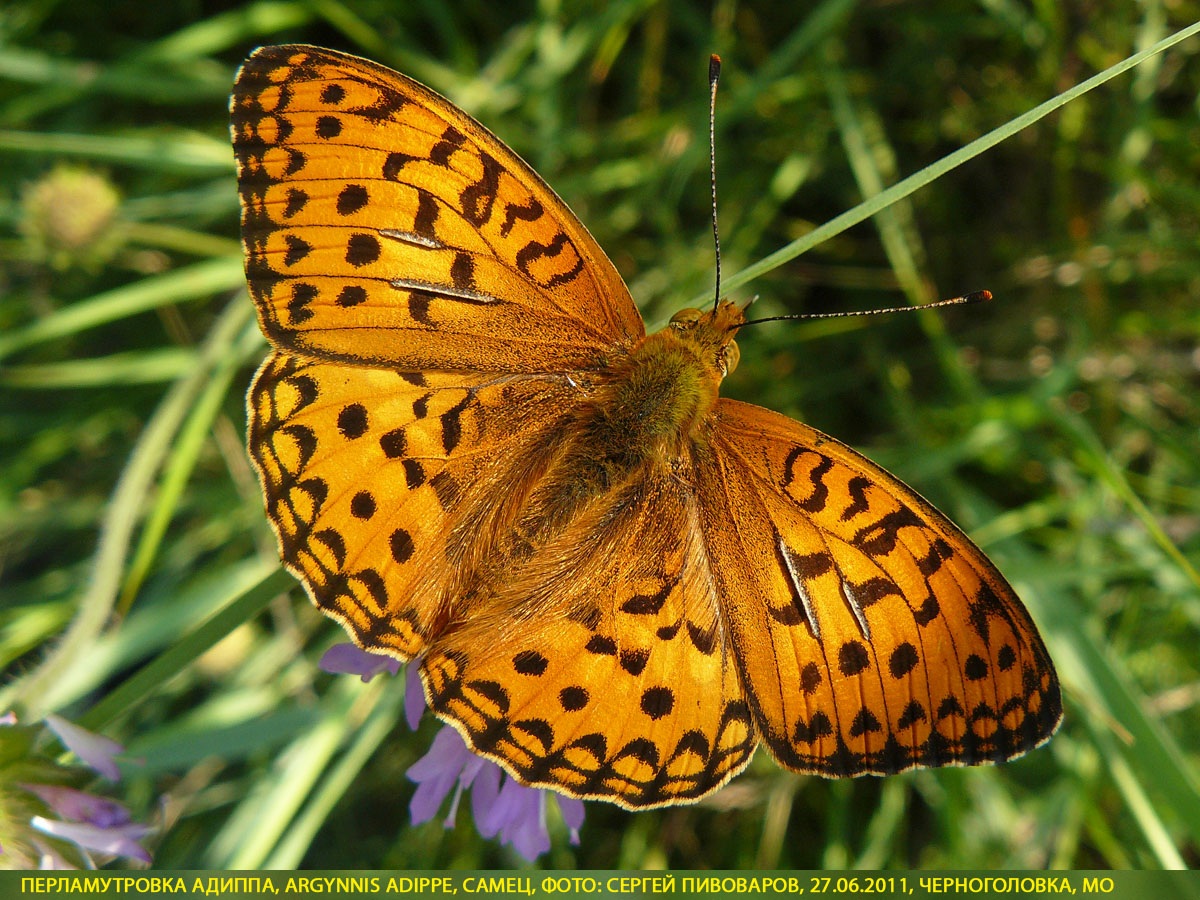 Перламутровка Адиппа Argynnis adippe