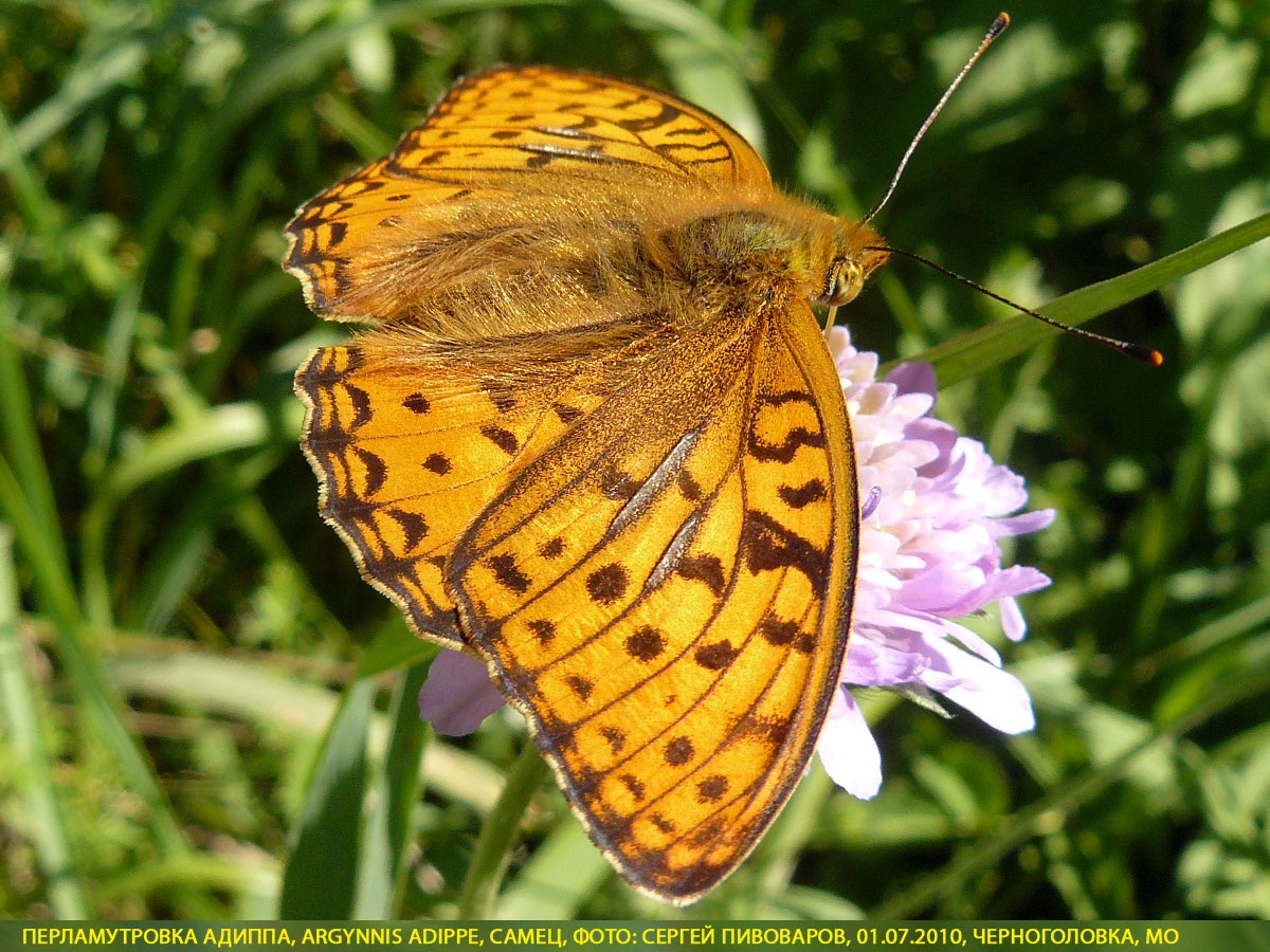 Перламутровка Адиппа Argynnis adippe