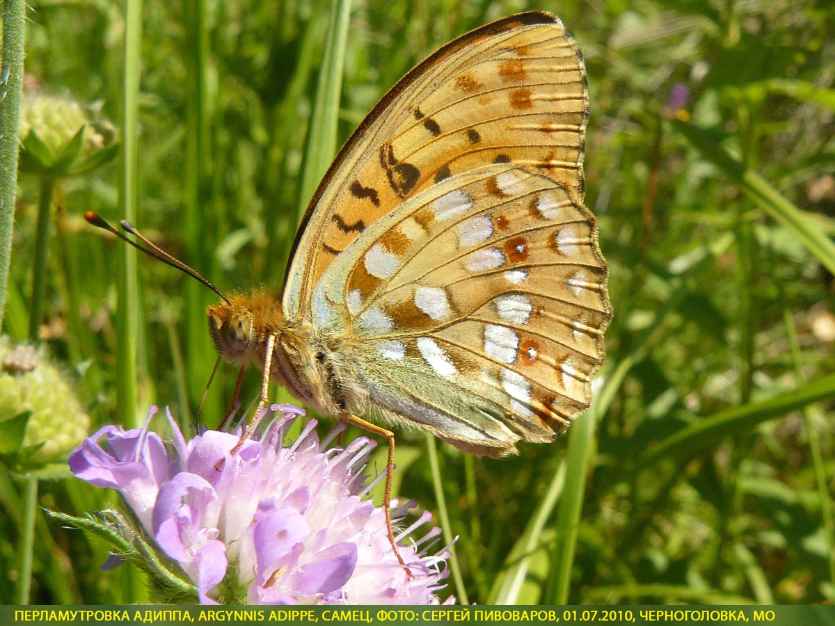 Перламутровка Адиппа Argynnis adippe
