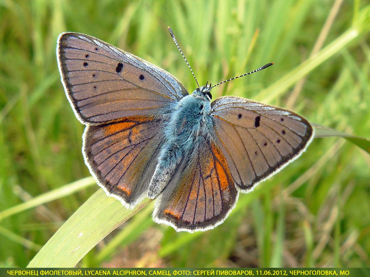 Червонец фиолетовый, Lycaena alciphron