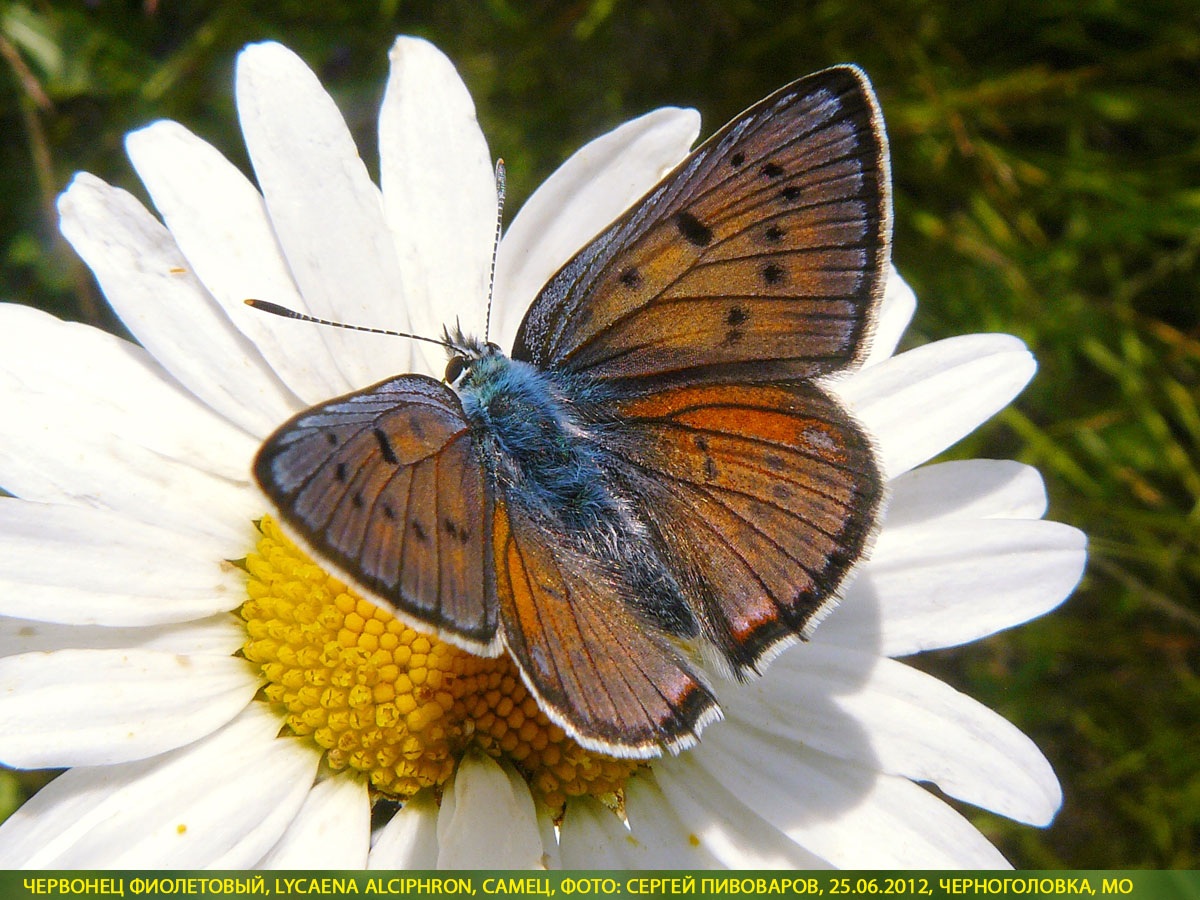 Червонец фиолетовый, Lycaena alciphron