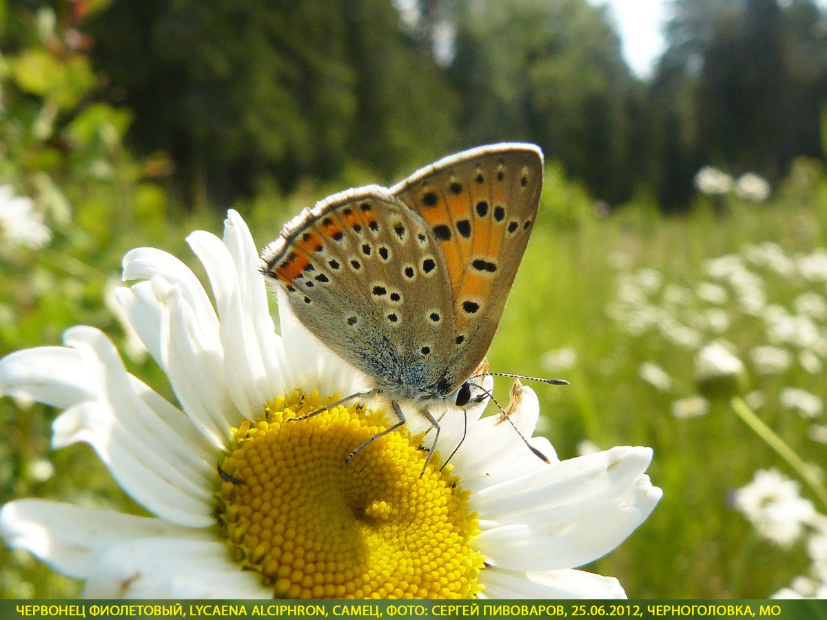 Червонец фиолетовый, Lycaena alciphron