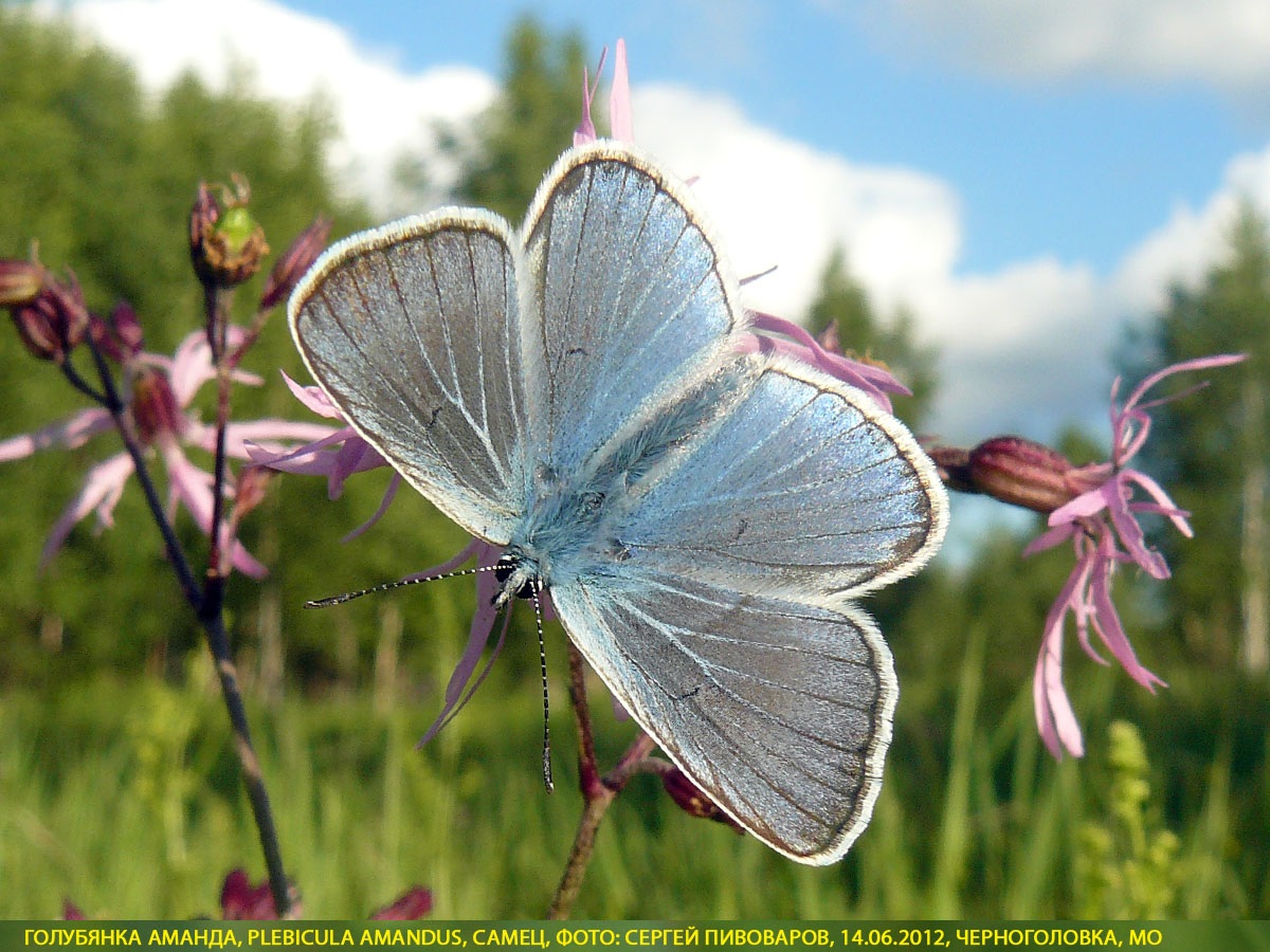 Голубянка быстрая, Plebicula amandus