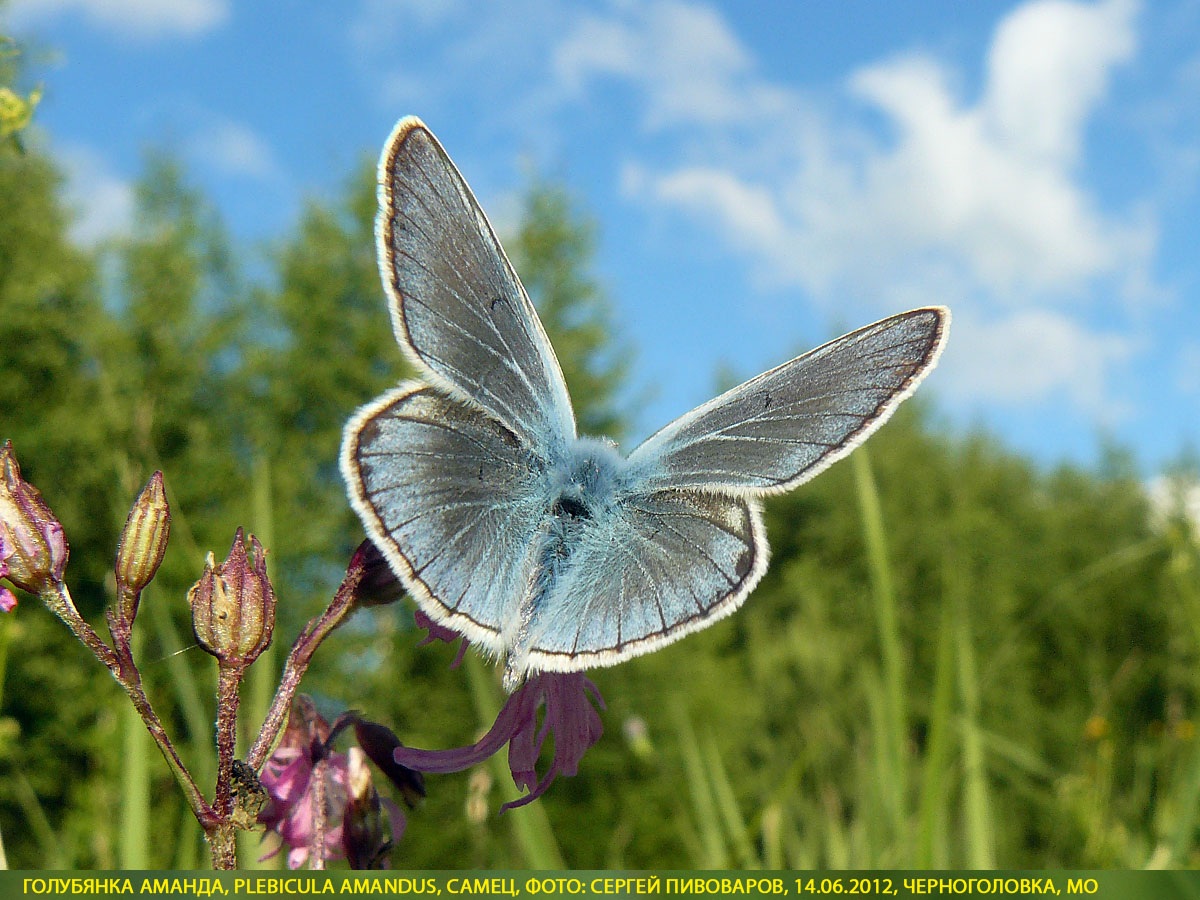 Голубянка быстрая, Plebicula amandus