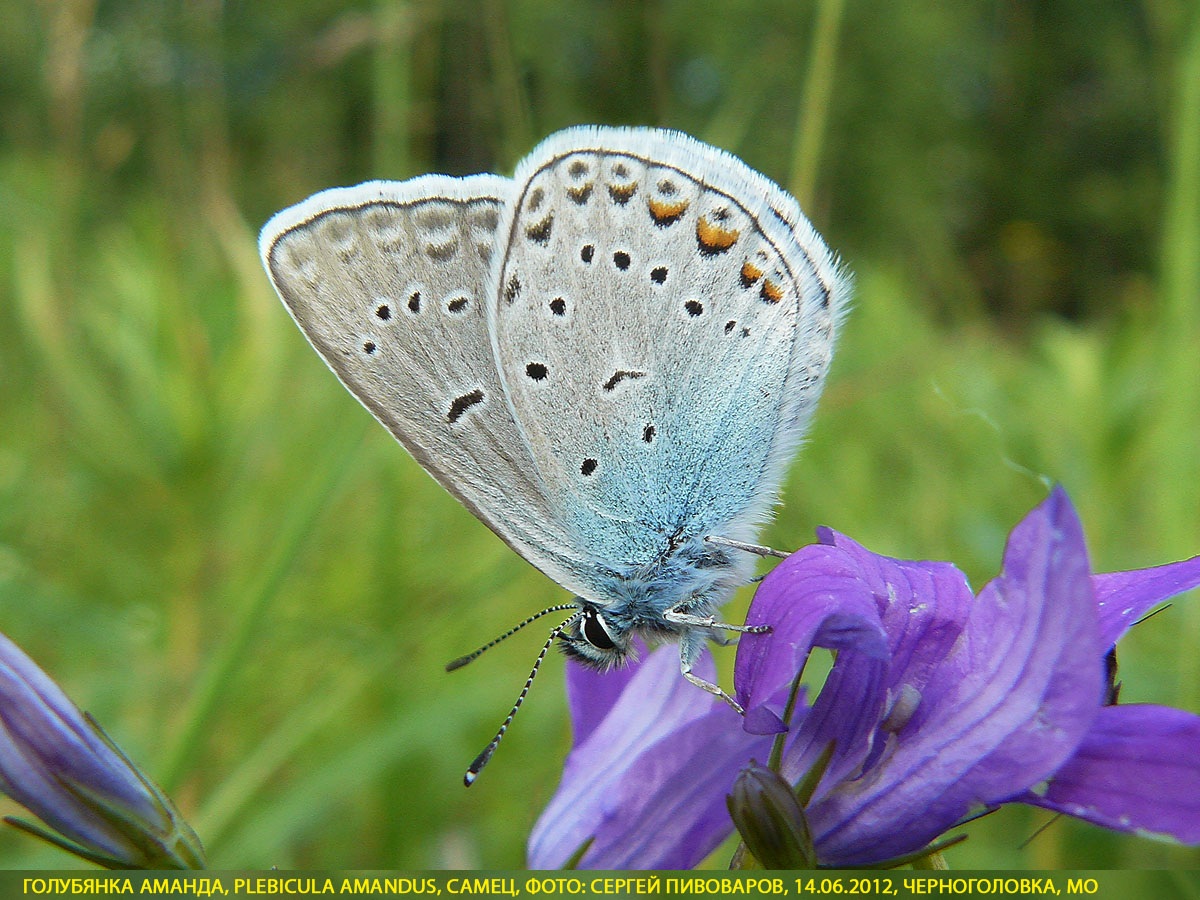 Голубянка быстрая, Plebicula amandus