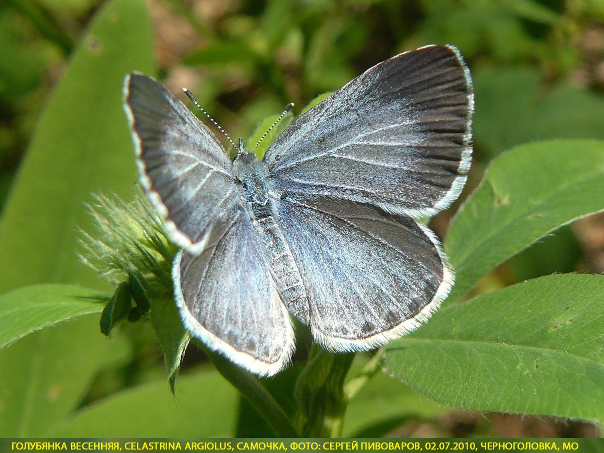 Голубянка весенняя, Celastrina argiolus