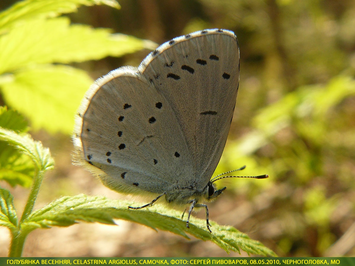 Голубянка весенняя, Celastrina argiolus