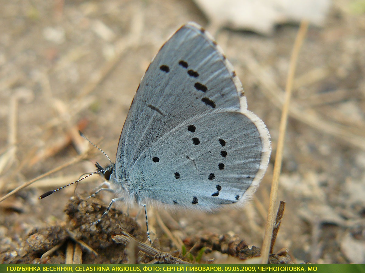 Голубянка весенняя, Celastrina argiolus