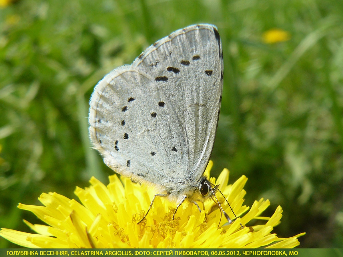 Голубянка весенняя, Celastrina argiolus