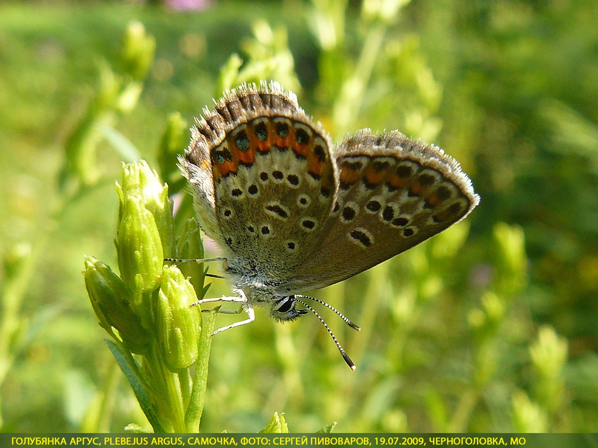 Голубянка аргус, Plebejus argus