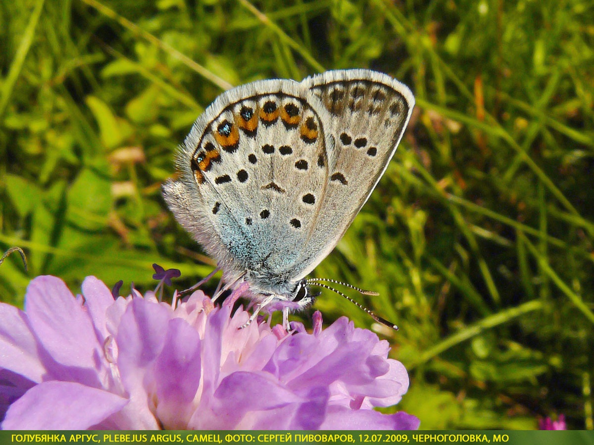 Голубянка аргус, Plebejus argus