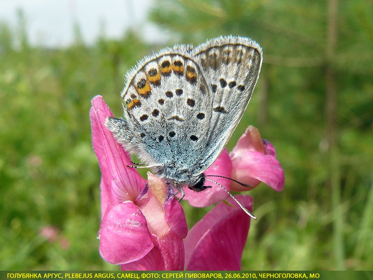 Голубянка аргус, Plebejus argus