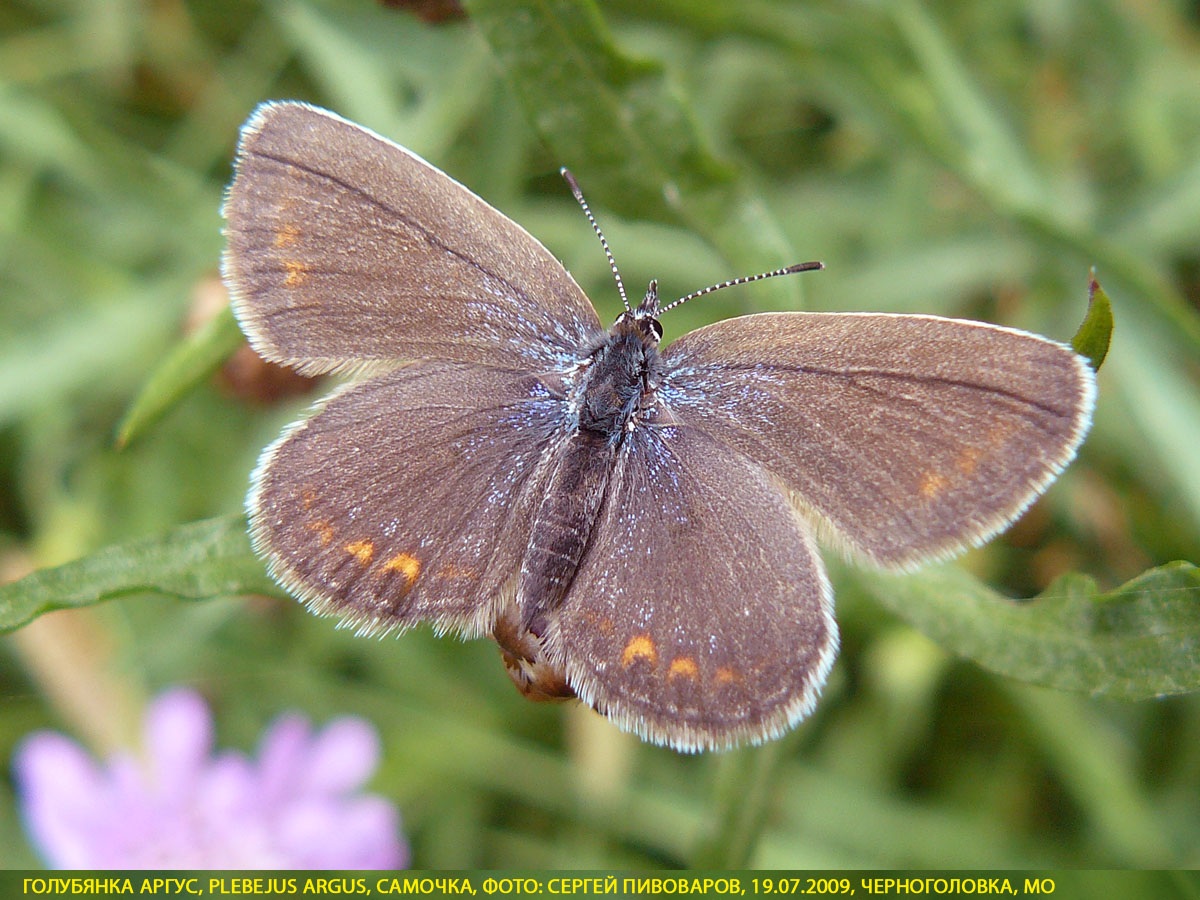 Голубянка аргус, Plebejus argus