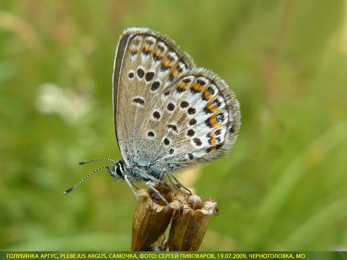 Голубянка аргус, Plebejus argus