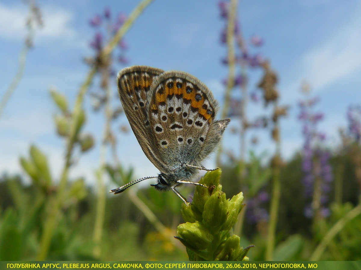 Голубянка аргус, Plebejus argus
