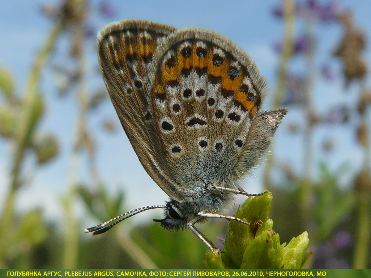 Голубянка аргус, Plebejus argus