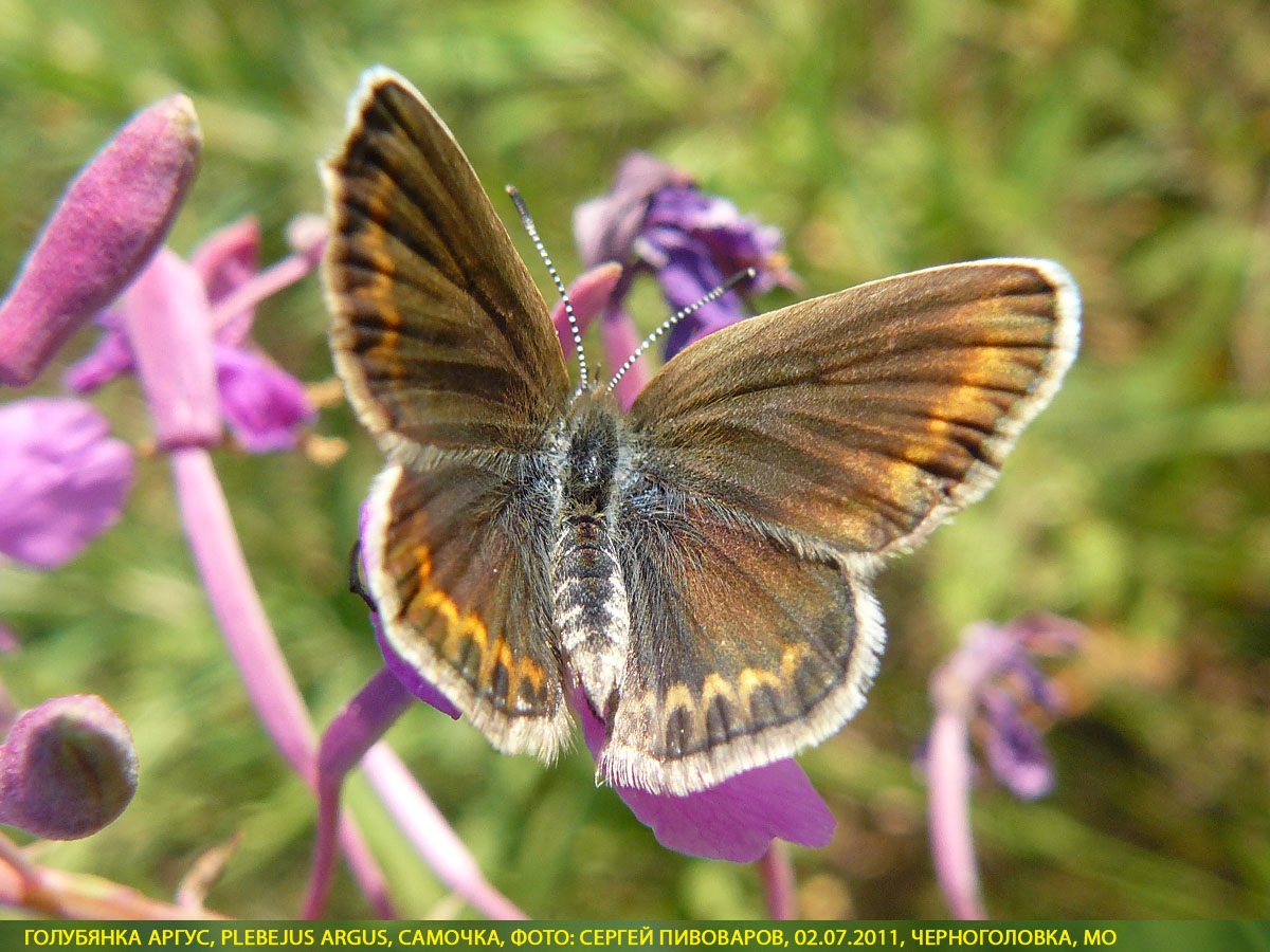 Голубянка аргус, Plebejus argus