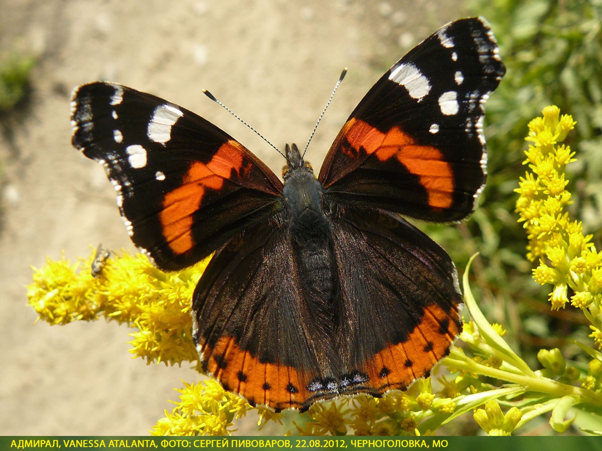 Адмирал Vanessa atalanta