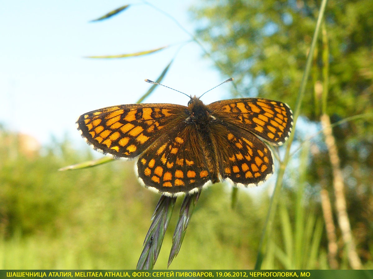 Шашечница Аталия, Melitaea athalia