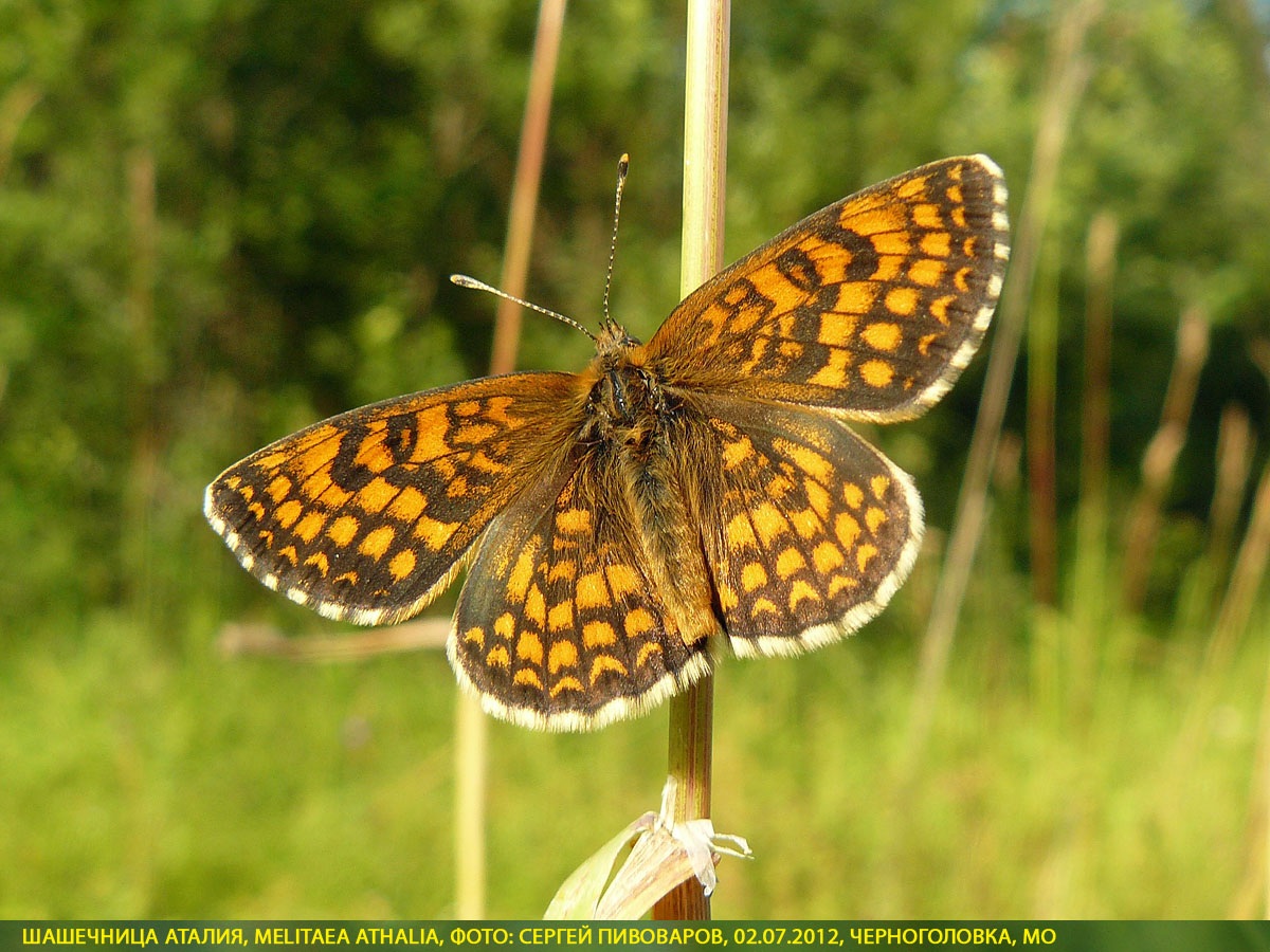 Шашечница Аталия, Melitaea athalia