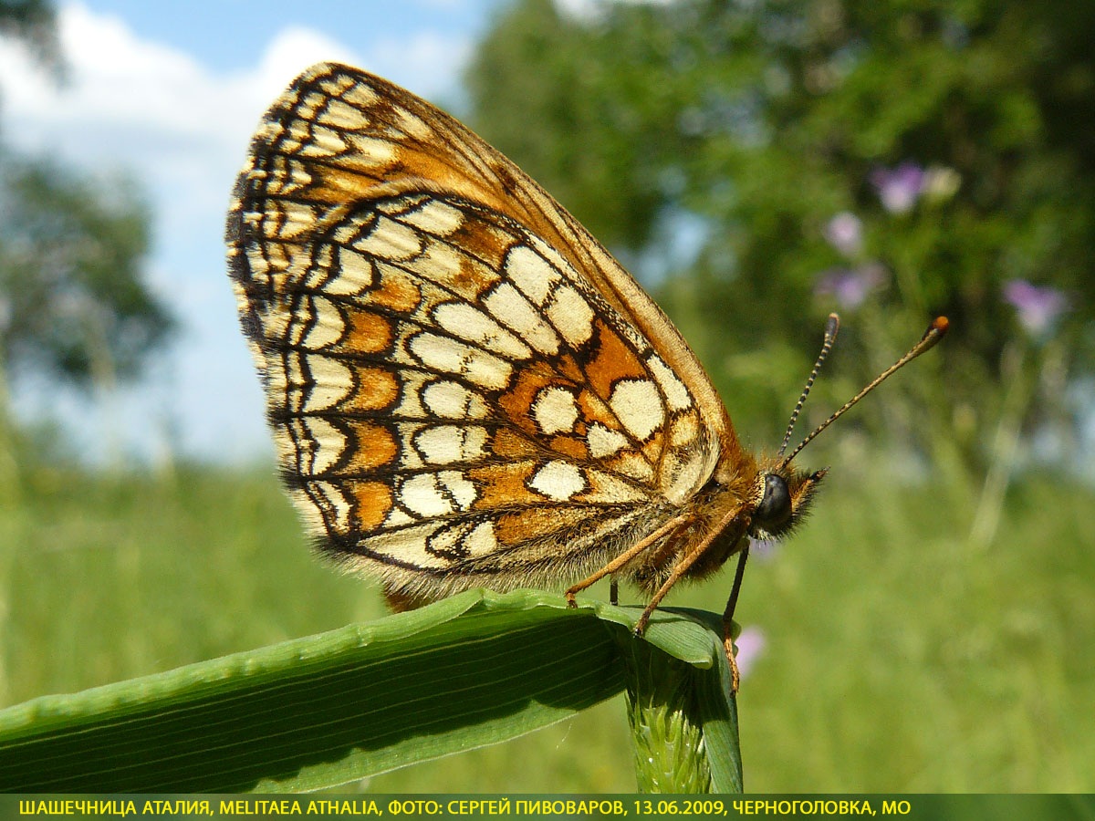 Шашечница Аталия, Melitaea athalia