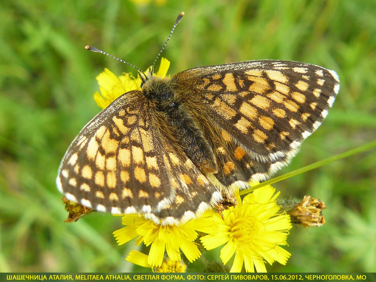 Шашечница Аталия, Melitaea athalia