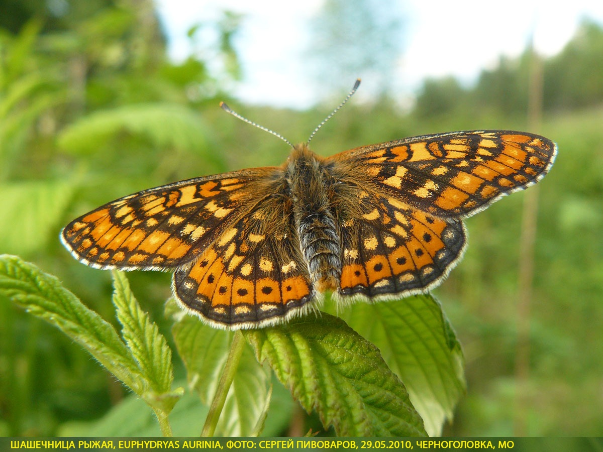 Шашечница рыжая, Euphydryas aurinia