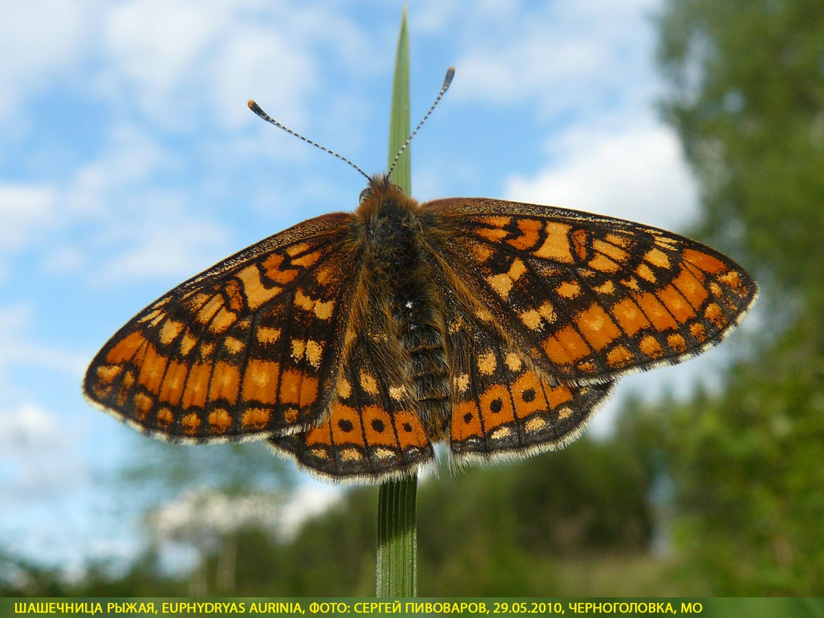 Шашечница рыжая, Euphydryas aurinia