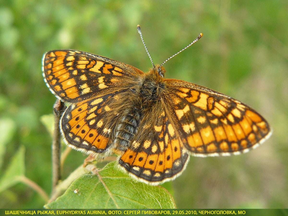 Шашечница рыжая, Euphydryas aurinia