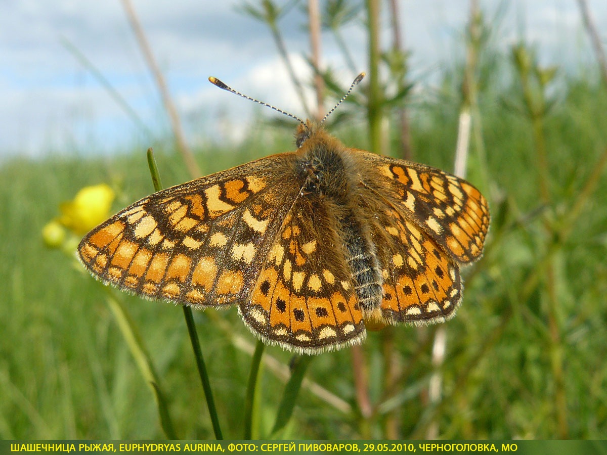 Шашечница рыжая, Euphydryas aurinia