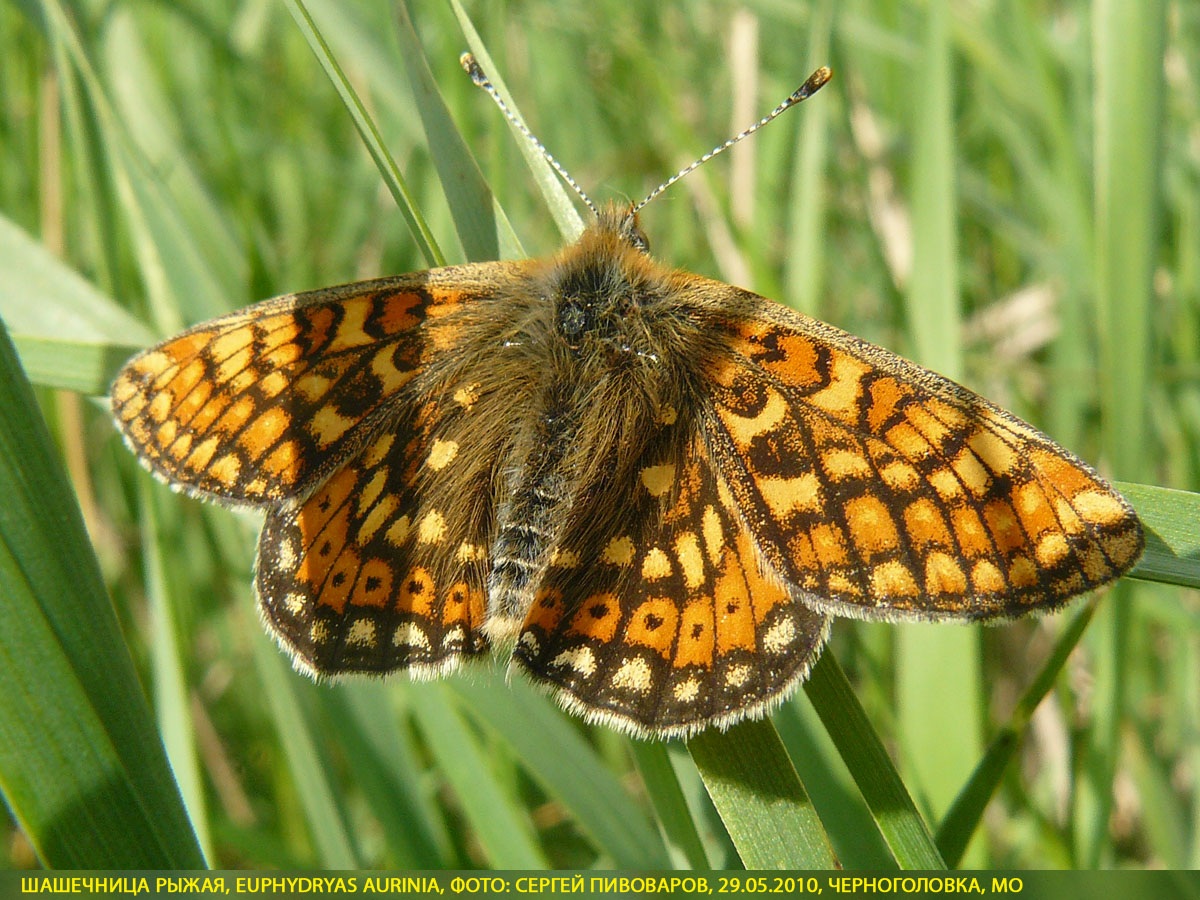 Шашечница рыжая, Euphydryas aurinia