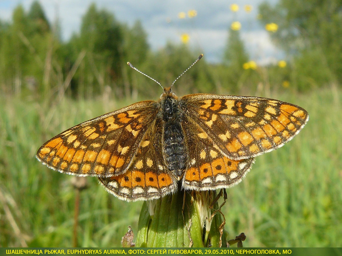 Шашечница рыжая, Euphydryas aurinia