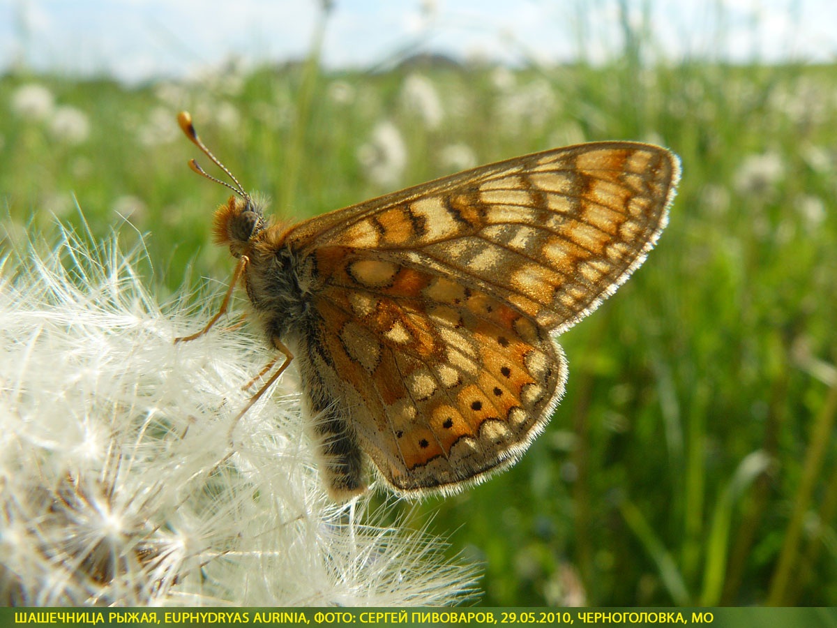 Шашечница рыжая, Euphydryas aurinia