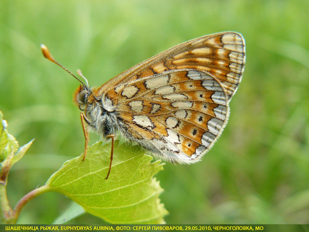 Шашечница рыжая, Euphydryas aurinia