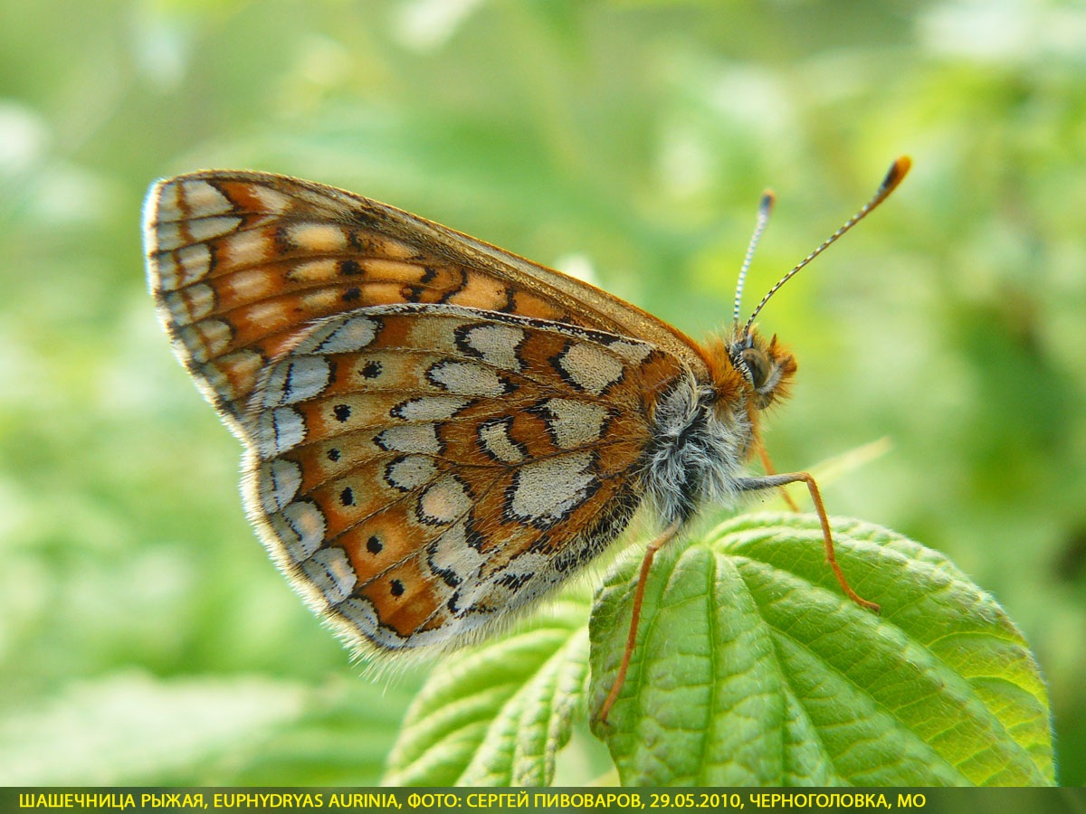 Шашечница рыжая, Euphydryas aurinia
