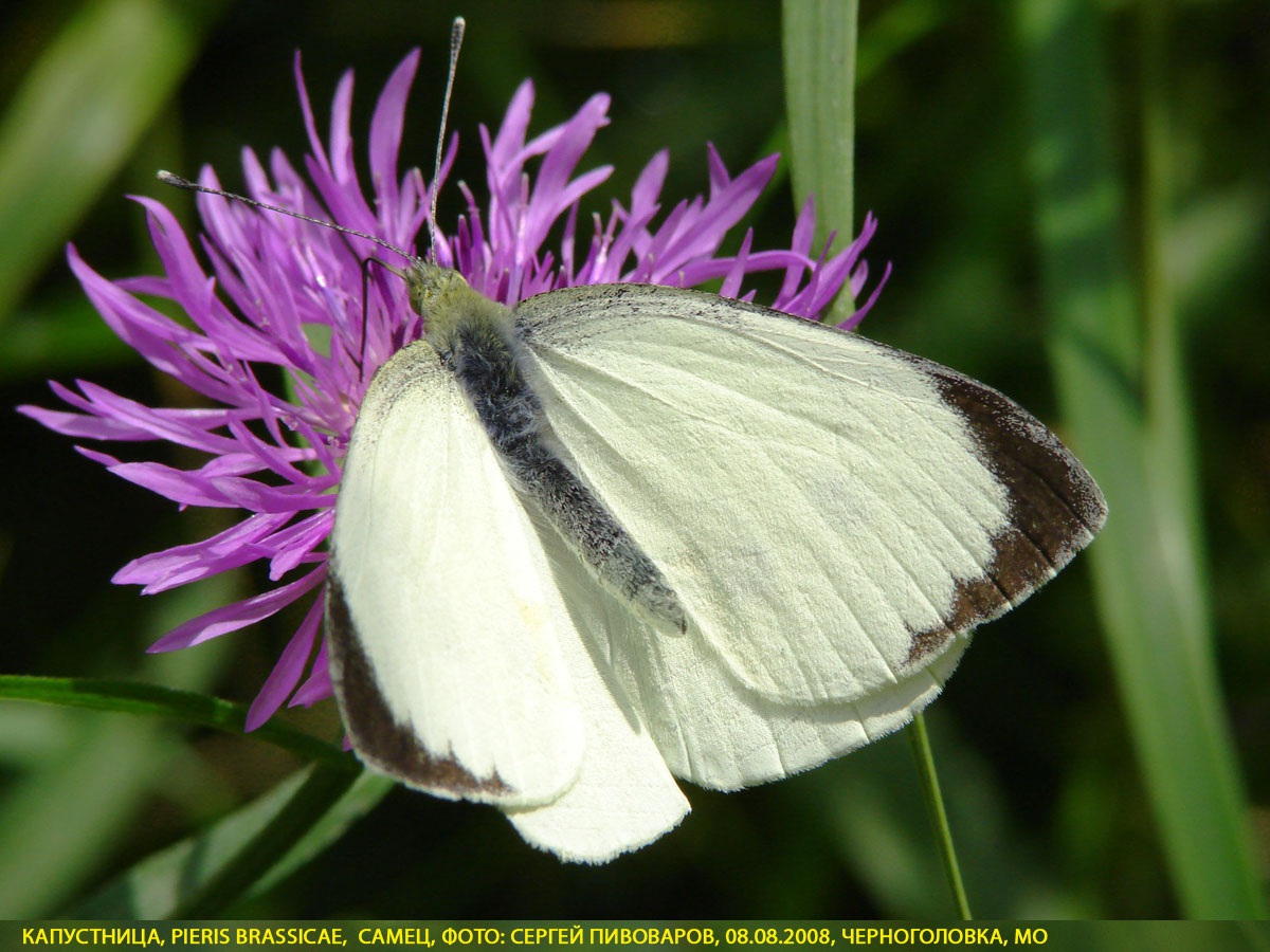 Капустница Pieris brassicae