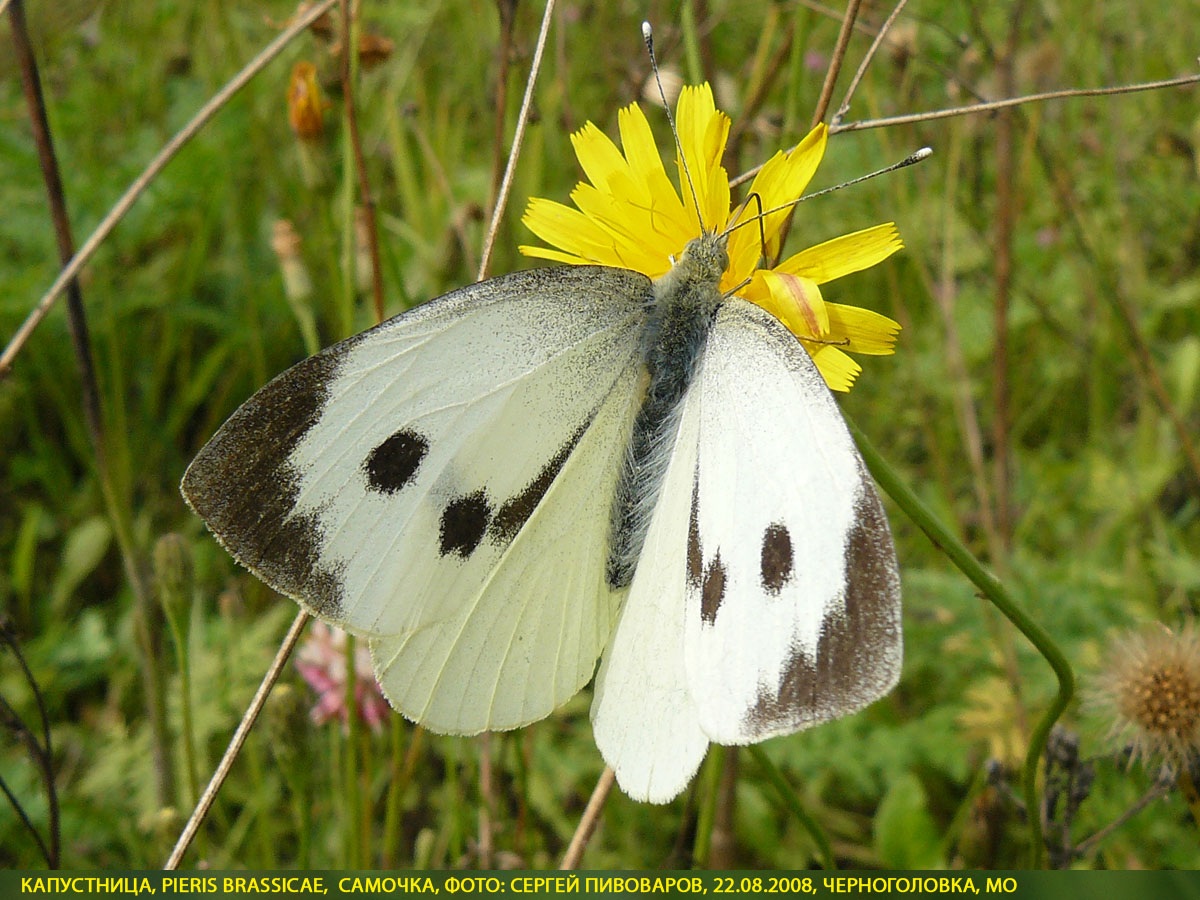 Капустница Pieris brassicae